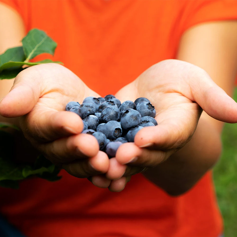 3-in-1 Blueberry Bush (Southern Highbush) 2 3-in-1 Blueberry Bush (Southern Highbush) - Image 2