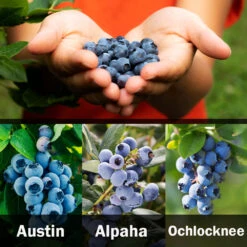 3-in-1 Blueberry Bush (Southern Highbush) 9 3-in-1 Blueberry Bush (Southern Highbush) -Green Yard Plant Store 3 up Southern 2 Austin