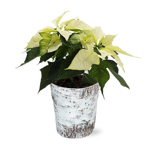 White Poinsettia In Birch Pot 1 White Poinsettia In Birch Pot