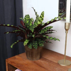 Calathea Rattlesnake With Decorative Pot -Green Yard Plant Store 5IN Brown Wilson with Calathea Rattlesnake 5