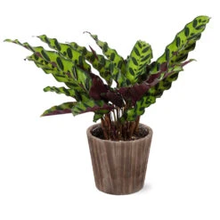 Calathea Rattlesnake With Decorative Pot -Green Yard Plant Store 5IN Brown Wilson with Calathea Rattlesnake ab4455e5 467d 4c73 8ad5 e5b6c64c35eb