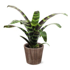 Zebra Plant In Decorative Pot 14 Zebra Plant In Decorative Pot -Green Yard Plant Store 5IN Brown Wilson with Splinriet Bromeliad b0b5d4a4 c8f2 40fe b317 71eca7afa132