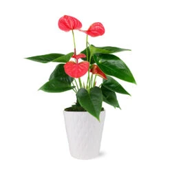 Pink Anthurium -Green Yard Plant Store 5IN Evi Sweet Dream Pink Anthurium with Moss Topping
