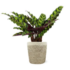 Calathea Rattlesnake With Decorative Pot -Green Yard Plant Store 5IN Jute with Calathea Rattlesnake 8712e748 cba2 4cdf a992 b68b5f554875