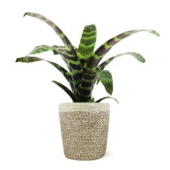 Zebra Plant In Decorative Pot 15 Zebra Plant In Decorative Pot -Green Yard Plant Store 5IN Jute with Splinriet Bromeliad 88162cef 9c67 4003 9207 e88eb2700019