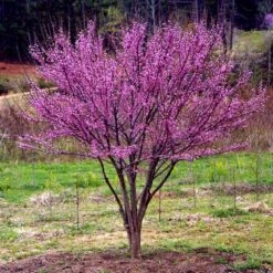 Ace Of Hearts Redbud Tree -Green Yard Plant Store Ace of Hearts 1