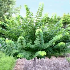 Ace Of Hearts Redbud Tree -Green Yard Plant Store Ace of Hearts 2