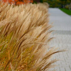 Adagio Maiden Grass -Green Yard Plant Store Adagio Madien Grass 7 FGT