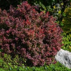 Admiration Barberry Shrub 7 Admiration Barberry Shrub -Green Yard Plant Store Admiration Barberry 2