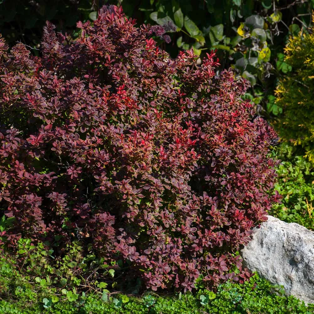 Admiration Barberry Shrub 4 Admiration Barberry Shrub - Image 4