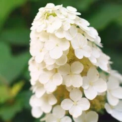 Alice Oakleaf Hydrangea -Green Yard Plant Store Alice Oakleaf Hydrangea 2