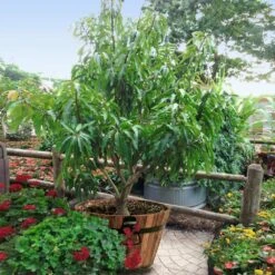 Alphonso Mango 9 Alphonso Mango -Green Yard Plant Store Alphonso Mango 1 FGT