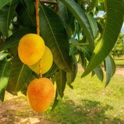Green Yard Plant Store -Green Yard Plant Store Alphonso Mango 5 FGT