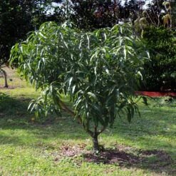 Alphonso Mango 12 Alphonso Mango -Green Yard Plant Store Alphonso Mango 6 FGT