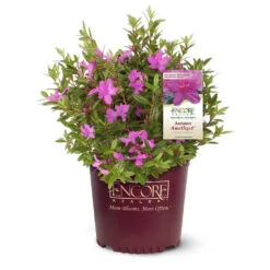 Autumn Amethyst® Encore® Azalea 5 Autumn Amethyst® Encore® Azalea -Green Yard Plant Store Amathyst Encore Azalea 1