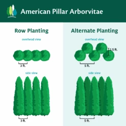 Full Speed A Hedge® American Pillar Arborvitae 13 Full Speed A Hedge® American Pillar Arborvitae -Green Yard Plant Store AmericanPillarArborvitae