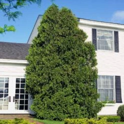 American Arborvitae -Green Yard Plant Store American Arborvitae 6