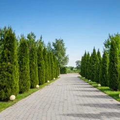 American Arborvitae -Green Yard Plant Store American Arborvitae 8 FGT