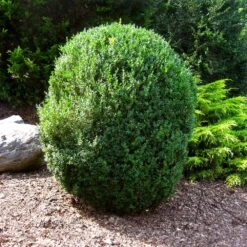 American Boxwood Shrub -Green Yard Plant Store American Boxwood 1 FGT