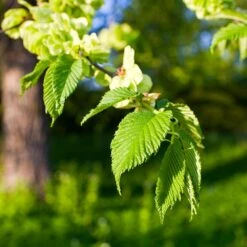 American Elm Tree -Green Yard Plant Store American Elm Tree 2 FGT