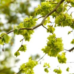 American Elm Tree -Green Yard Plant Store American Elm Tree 8