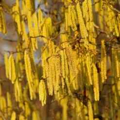 American Hazelnut Filbert -Green Yard Plant Store American Hazelnut 2