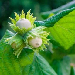 American Hazelnut Filbert -Green Yard Plant Store American Hazelnut 5 FGT