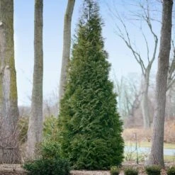 Full Speed A Hedge® American Pillar Arborvitae 10 Full Speed A Hedge® American Pillar Arborvitae -Green Yard Plant Store American Pillar Arborvitae 2
