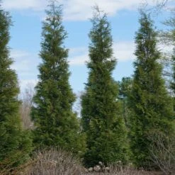 Full Speed A Hedge® American Pillar Arborvitae 11 Full Speed A Hedge® American Pillar Arborvitae -Green Yard Plant Store American Pillar Arborvitae 3