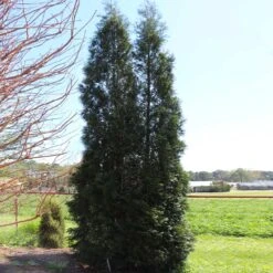 Full Speed A Hedge® American Pillar Arborvitae 12 Full Speed A Hedge® American Pillar Arborvitae -Green Yard Plant Store American Pillar Arborvitae 5 FGT