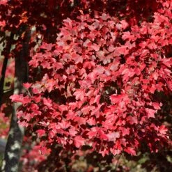 American Red Maple Tree -Green Yard Plant Store American Red Maple