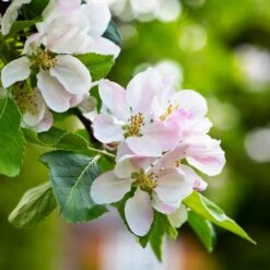 Anna Apple Tree -Green Yard Plant Store Anna Apple 1 6ac817cf 0936 4957 bb7e 4a35df104b72