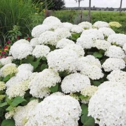 Annabelle Hydrangea Shrub -Green Yard Plant Store Annabelle Hydrangea 1 FGT