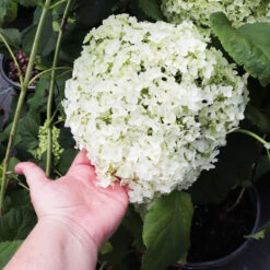 Annabelle Hydrangea Shrub -Green Yard Plant Store Annabelle Hydrangea 3