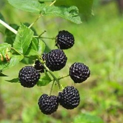Apache Blackberry 6 Apache Blackberry -Green Yard Plant Store Apache Blackberry 450 D1