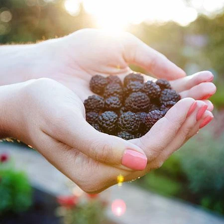 Apache Blackberry 2 Apache Blackberry - Image 2