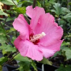 Aphrodite Rose Of Sharon Althea Shrub 6 Aphrodite Rose Of Sharon Althea Shrub -Green Yard Plant Store Aphrodite Rose of Sharon 1