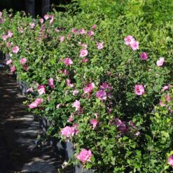 Aphrodite Rose Of Sharon Althea Shrub 7 Aphrodite Rose Of Sharon Althea Shrub -Green Yard Plant Store Aphrodite Rose of Sharon 6 FGT