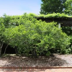 Apollo Winterberry Holly Shrub 5 Apollo Winterberry Holly Shrub -Green Yard Plant Store Apollo WInterberry 2