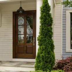 Degroot's Spire Thuja Arborvitae Tree -Green Yard Plant Store Arborvitae degroots Spire 3