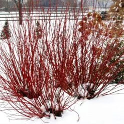 Arctic Fire® Red Twig Dogwood -Green Yard Plant Store Arctic Fire Twig Dogwood 5 FGT