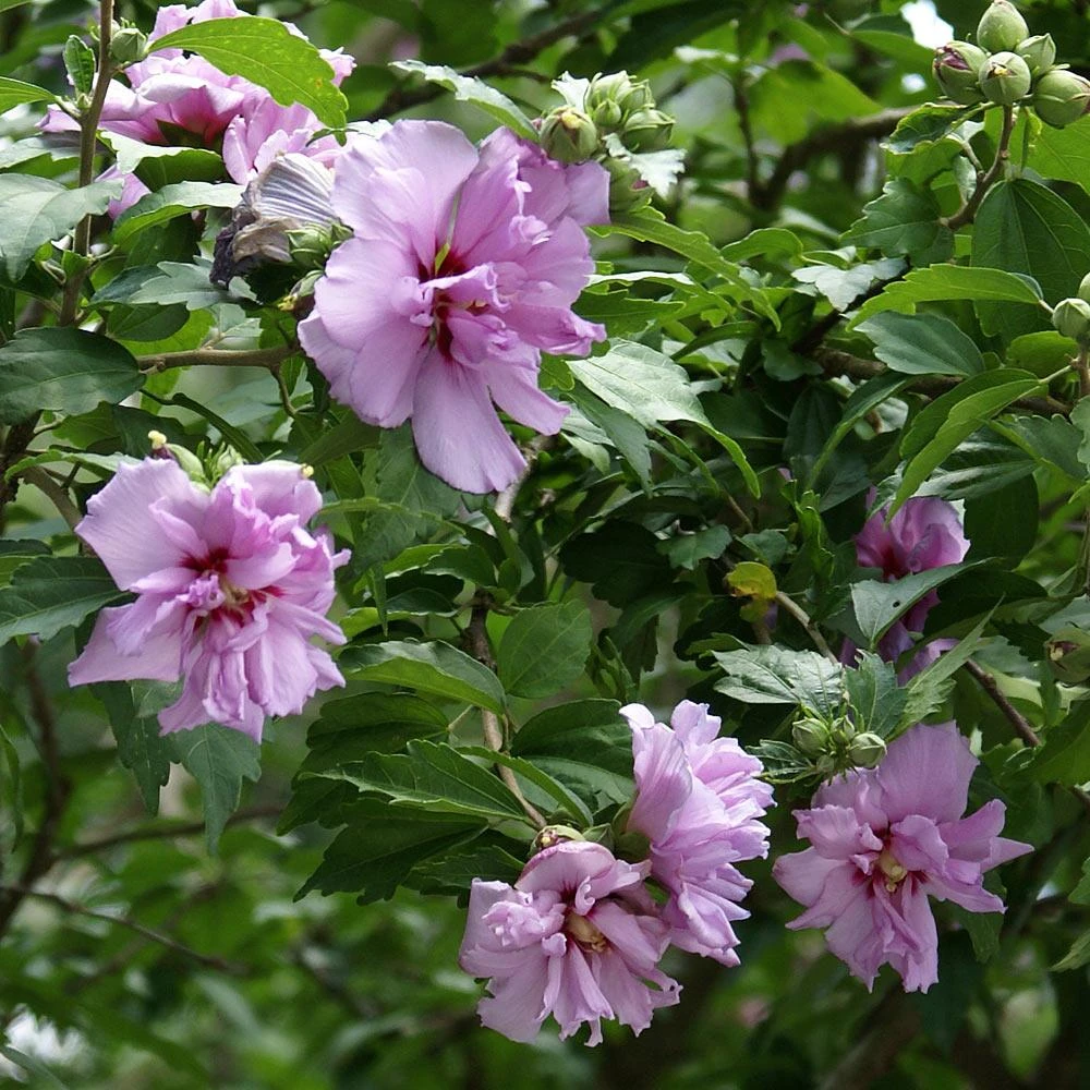Ardens Rose Of Sharon Althea Shrub 2 Ardens Rose Of Sharon Althea Shrub - Image 2