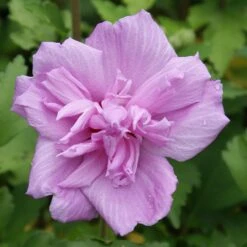 Ardens Rose Of Sharon Althea Shrub 6 Ardens Rose Of Sharon Althea Shrub -Green Yard Plant Store Ardens Rose of Sharon 3