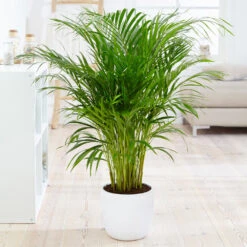 Boho House Plant Kit 11 Boho House Plant Kit -Green Yard Plant Store Areca Palm 4 FGT fcbe875e 49cd 4b51 b093 6501553ebaf3