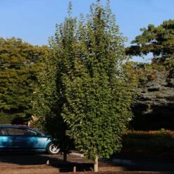 Armstrong Gold® Maple -Green Yard Plant Store Armstrong Gold 3