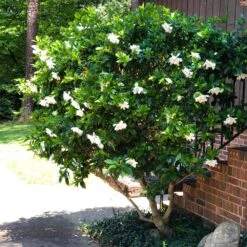 August Beauty Gardenia Shrub -Green Yard Plant Store August Beauty Gardenia 3 FGT