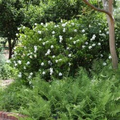 August Beauty Gardenia Shrub -Green Yard Plant Store August Beauty Gardenia 4 FGT