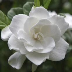 August Beauty Gardenia Shrub -Green Yard Plant Store August Beauty Gardenia FGT 600x600 bef31f7d 4b59 484e a528 14d16f570e49