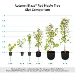 Autumn Blaze® Red Maple Tree -Green Yard Plant Store Autumn Blaze Red Maple Size Comparison ugc test