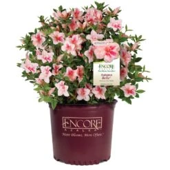 Autumn Belle® Encore® Azalea Shrub -Green Yard Plant Store Autumn Belle Encore Azalea 1
